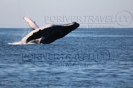 Balena Stanziale dell'Oman del Sud 